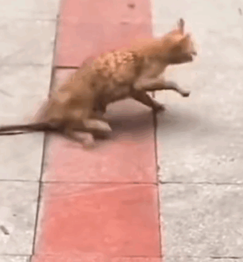 part2 Animals Rescue #dogrescue #rescuedog #dogsofttiktok #foryoupage #foryou #dogs