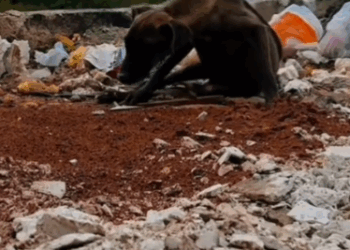 rescue of a dog abandoned in the garbage❤️ #rescue #dog #animalssaved #puppy #dogsoftiktok_part2