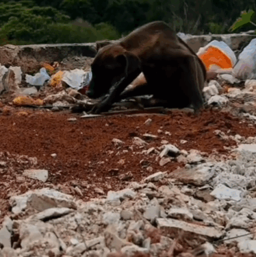 rescue of a dog abandoned in the garbage❤️ #rescue #dog #animalssaved #puppy #dogsoftiktok_part2