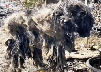 Part2.Animals Rescue #dogrescue #rescuedog #dogsofttiktok #foryoupage #foryou #dogs