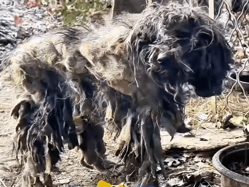 Part2.Animals Rescue #dogrescue #rescuedog #dogsofttiktok #foryoupage #foryou #dogs