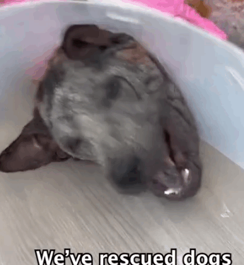 part2. Animals Rescue #dogrescue #rescuedog #dogsofttiktok #foryoupage #foryou #dogs