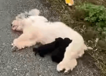 Rescue a family of dogs on the road_part2