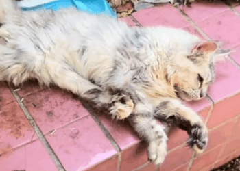 Part2.Animals Rescue #dogrescue #rescuedog #dogsofttiktok #foryoupage #foryou #dogs