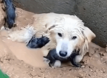 Stray Dog Just Gave Birth — Then the Flood Took Her Puppies Away_part2