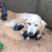 Stray Dog Just Gave Birth — Then the Flood Took Her Puppies Away_part2