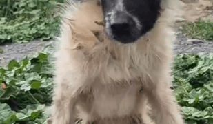 Part2.Animals Rescue #dogrescue #rescuedog #dogsofttiktok #foryoupage #foryou #dogs