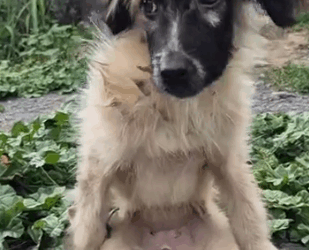 Part2.Animals Rescue #dogrescue #rescuedog #dogsofttiktok #foryoupage #foryou #dogs