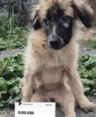 Part2.Animals Rescue #dogrescue #rescuedog #dogsofttiktok #foryoupage #foryou #dogs