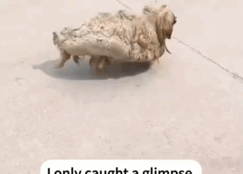 part2.Animals Rescue #dogrescue #rescuedog #dogsofttiktok #foryoupage #foryou #dogs