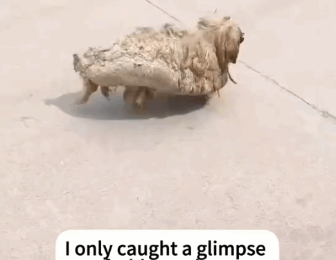 part2.Animals Rescue #dogrescue #rescuedog #dogsofttiktok #foryoupage #foryou #dogs