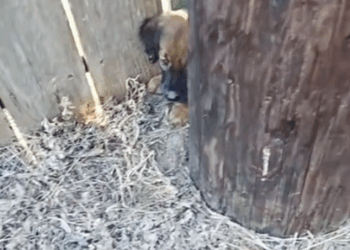 Part2.Animals Rescue #dogrescue #rescuedog #dogsofttiktok #foryoupage #foryou #dogs