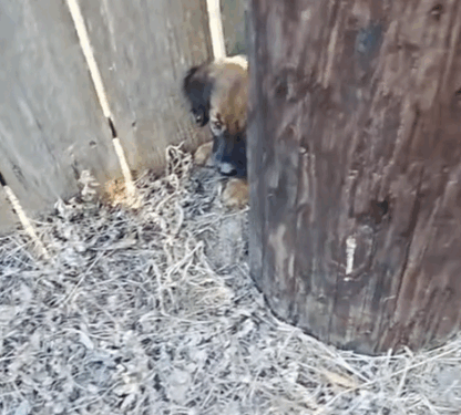 Part2.Animals Rescue #dogrescue #rescuedog #dogsofttiktok #foryoupage #foryou #dogs