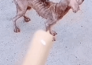 Part 2.Animals Rescue #rescuedog #dogrescue #dogsofttiktok #foryoupage #foryou #dogs