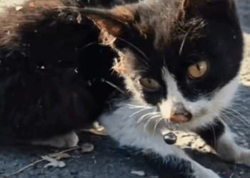 rescue of a little abandoned kitten that is shaking all over_part1