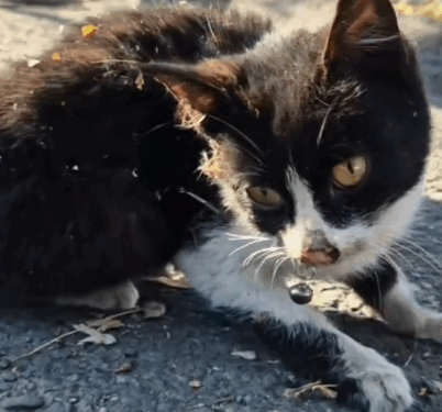 rescue of a little abandoned kitten that is shaking all over_part1