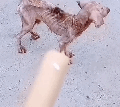 Part 2.Animals Rescue #rescuedog #dogrescue #dogsofttiktok #foryoupage #foryou #dogs