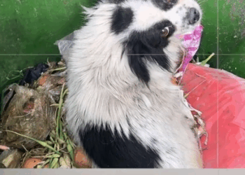 The poor puppy with disabled legs was abandoned in the trash can_part2