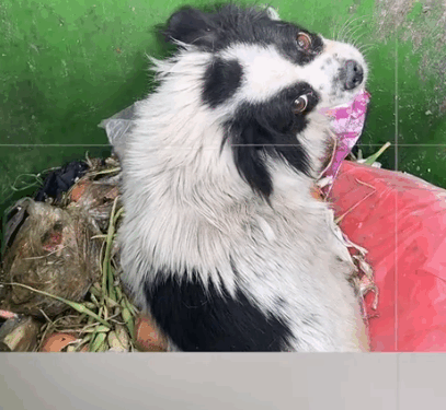 The poor puppy with disabled legs was abandoned in the trash can_part2