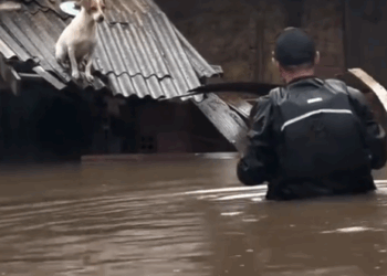 Man rescued poor dog from floodwaters_part2