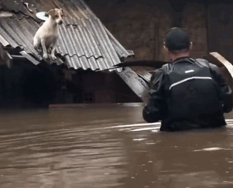 Man rescued poor dog from floodwaters_part2