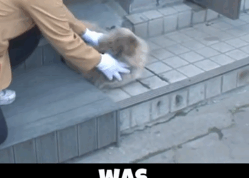 The dog’s leg was injured and abandoned by its owner_part2