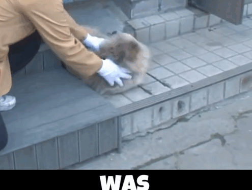 The dog’s leg was injured and abandoned by its owner_part2