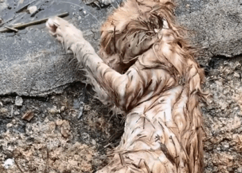 The pitiful cat had just experienced a heavy rain but a kind person brought her home a_part2