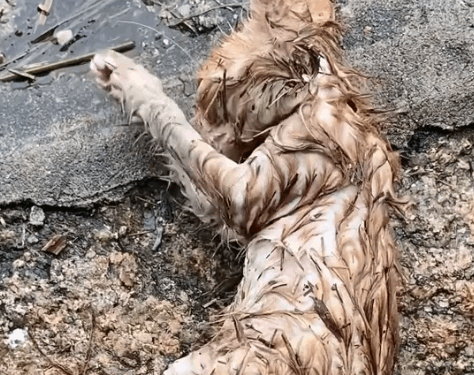 The pitiful cat had just experienced a heavy rain but a kind person brought her home a_part2