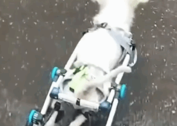 Puppy Dog Needed Love ❤️_part2