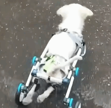 Puppy Dog Needed Love ❤️_part2