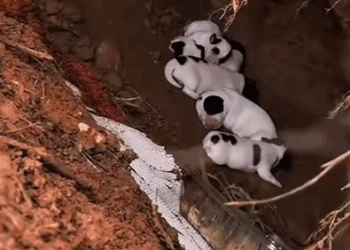 Part2. Animals Rescue #dogrescue #rescuedog #dogsofttiktok #foryoupage #foryou #dogs