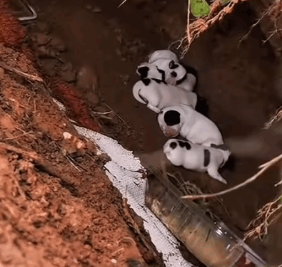 Part2. Animals Rescue #dogrescue #rescuedog #dogsofttiktok #foryoupage #foryou #dogs