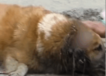 rescue of a dog abandoned on the street who is not well, we try to take him in for treatment❤️ #heroes_part2