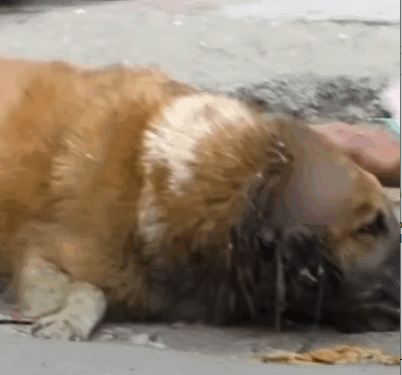 rescue of a dog abandoned on the street who is not well, we try to take him in for treatment❤️ #heroes_part2