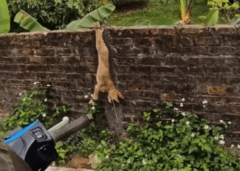 The man rescued a puppy on the road and then…._part2