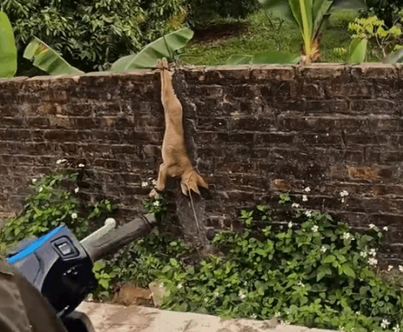 The man rescued a puppy on the road and then…._part2