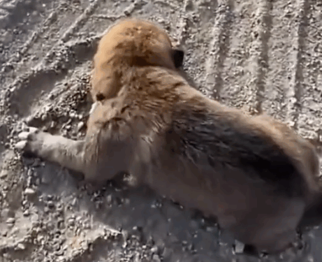 Rescue a puppy on the road_part2