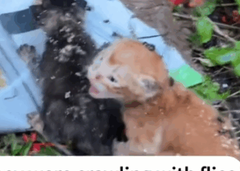 Part2.Animals Rescue #dogrescue #rescuedog #dogsofttiktok #foryoupage #foryou #dogs