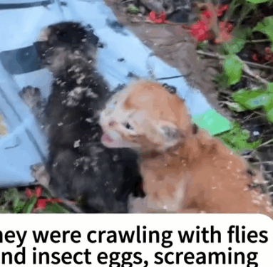 Part2.Animals Rescue #dogrescue #rescuedog #dogsofttiktok #foryoupage #foryou #dogs