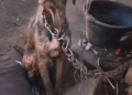 Woman Saves Chained Dogs She changed their fate with pure courage rescuedog #savedogs #puppytiktok_part2