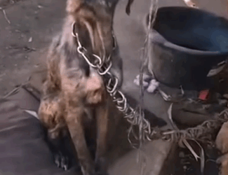 Woman Saves Chained Dogs She changed their fate with pure courage rescuedog #savedogs #puppytiktok_part2