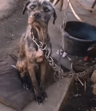 Woman Saves Chained Dogs She changed their fate with pure courage rescuedog #savedogs #puppytiktok_part2
