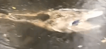 Rescue a duck and then_part2