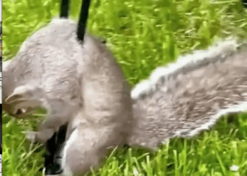 part2.Animals Rescue #dogrescue #rescuedog #dogsofttiktok #foryoupage #foryou #dogs