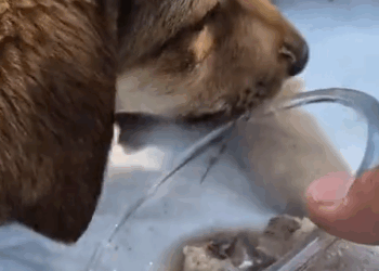 Part2.Animals Rescue #dogrescue #rescuedog #dogsofttiktok #foryoupage #foryou #dogs