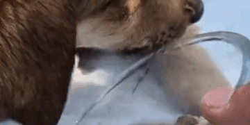 Part2.Animals Rescue #dogrescue #rescuedog #dogsofttiktok #foryoupage #foryou #dogs