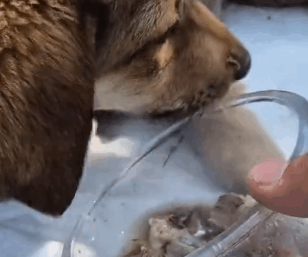 Part2.Animals Rescue #dogrescue #rescuedog #dogsofttiktok #foryoupage #foryou #dogs