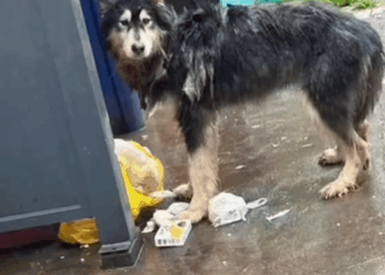 part2.Animals Rescue #dogrescue #rescuedog #dogsofttiktok #foryoupage #foryou #dogs