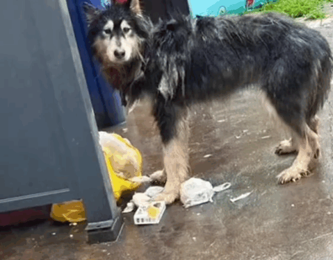 part2.Animals Rescue #dogrescue #rescuedog #dogsofttiktok #foryoupage #foryou #dogs